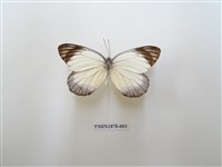 藏品(白豔粉蝶)的圖片